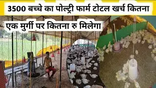 3500 बच्चे का पोल्ट्री फार्म | 1 मुर्गी मे कितना रु मिलता है | Vishal Poultry farming | murgi palan