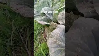 братцы гномы приходите еды на всех хватит улица гномовская дом 5 #музыка #гномы #замок #рыцари