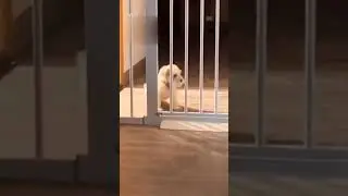 other's dog vs my dog #shorts