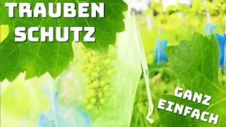 Wie schütze ich meine Weintrauben? | Hilfe gegen Hagel, Wespen und Vögel