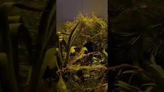 Дюня уходит от мусоров ч2