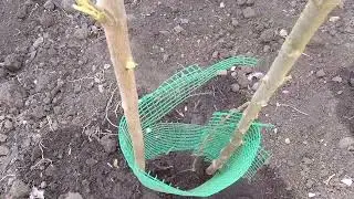 Саженцы почтой из питомника