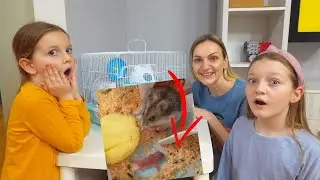 We have baby hamsters | The little boy hamster became a mother
