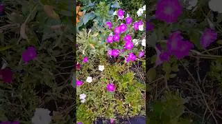 Сказочный сад