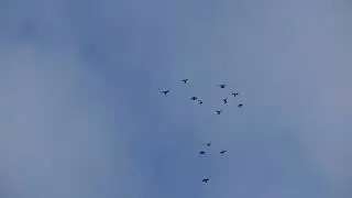 Николаевские голуби. г.Терновка 141.