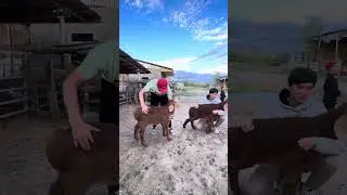 САЛАМАТ АБЫЛАЕВ АГАБЫЗДЫН ЧАРБАСЫНА БАА БЕРИНИЗДЕР!