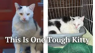 A ten year old pet cat goes missing and is reunited with his owner after five years in the wild.