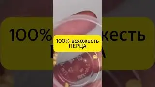 100% pepper germination guaranteed 