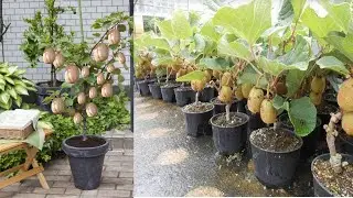 छोटे से गमलों में ढेरों कीवी ।  how to grow kiwi plant