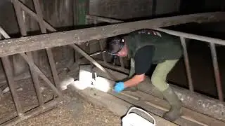 farmyard ratting session36