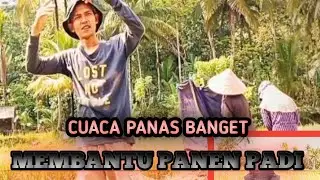 panen padi di kampung #tasikmalaya #panenpadi#automobile