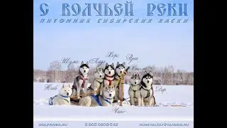 морозный стрим