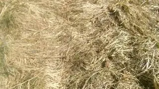 Прогулка возле озера. Шмель 🐝