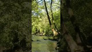 SHORT: SONIDO DEL RÍO💦y Pájaros cantando🐦. #birds #sonidosdelanaturaleza #nature