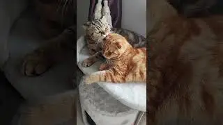 Любимый ребёнок-внучонок