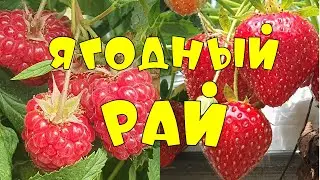 Ягодный рай 🍓🍓🍓