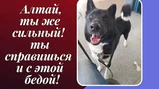 Все думали, что страшное позади.  Новая беда Алтая.