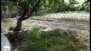 Bahçe düzenlemesi