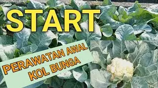 Perlakuan awal budidaya kol bunga dataran rendah agar berhasil...