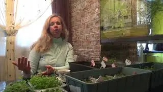 Рассада Табака в Надежных руках.