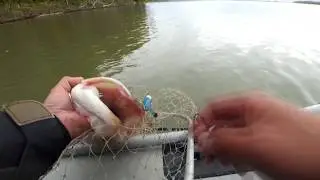 Рыбалка на подъёме воды на Оби