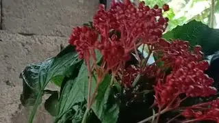 Dasmagang aswang ang tawag sa dahong ito