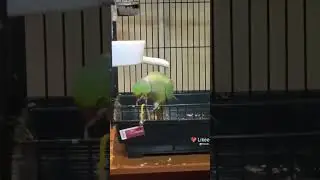 кот 🐱  и попугай #попугай #parrot #животные #shorts