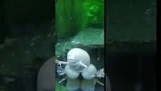#funnyvideo #animals