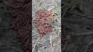 Red Millipede Colony (Group of Young Red Millipede)