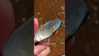 Что можно найти на пляжах Волги