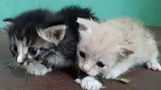Котята из развалин старого дома