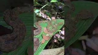 Eyelash Viper 2024: Snake Number One!