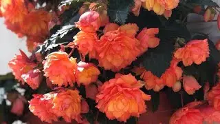 🌺🌺🌺Бегония ,черенок не кустится❓❓❓Смотрите до конца,что я делаю❗