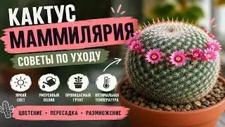 Кактус Маммилярия - Советы по уходу за кактусом