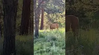 Saw a deer while camping
