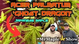 Acer palmatum 'Ghost Dragon' | Weeping Reticulated Japanese Maple