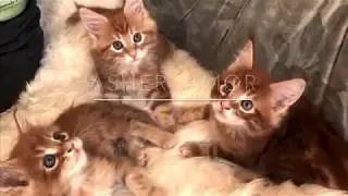 Кошка Мейн Кун родила 8 котят.Архив. Maine Coon gave birth to 8 kittens.Archive.