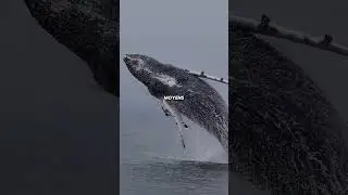Pourquoi il ne faut jamais retirer les balanes d’une baleine