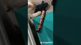 мой кот играется едой