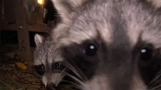 31 Days of 🦝 - 27 - Late Season Kit-Sitting!