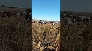 Пастушьи будни.