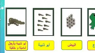 Gr2 Ar Science   دورة حياة الضفدع