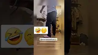 Дагестанский кот здоровается прикол э слышь салам не бывает что ли 