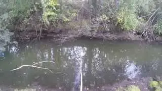 Catching live bait and crucian carp with a rig. Video rybachil.ru