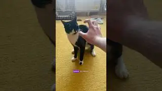 Никогда не показывай коту этот жест