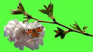 a butterfly perched on a white flower green screen