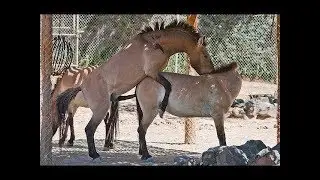 Amainzing Hard donkey Mating Dinkey Super sex