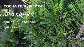Сосна Гельдрейха Малинки: утонченный сорт