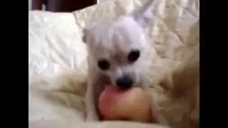 Собачка кушает яблочко!
