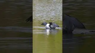 Common loon #birds #shorts